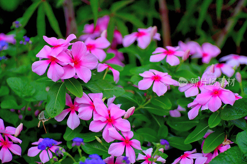 长春花/马达加斯加长春花